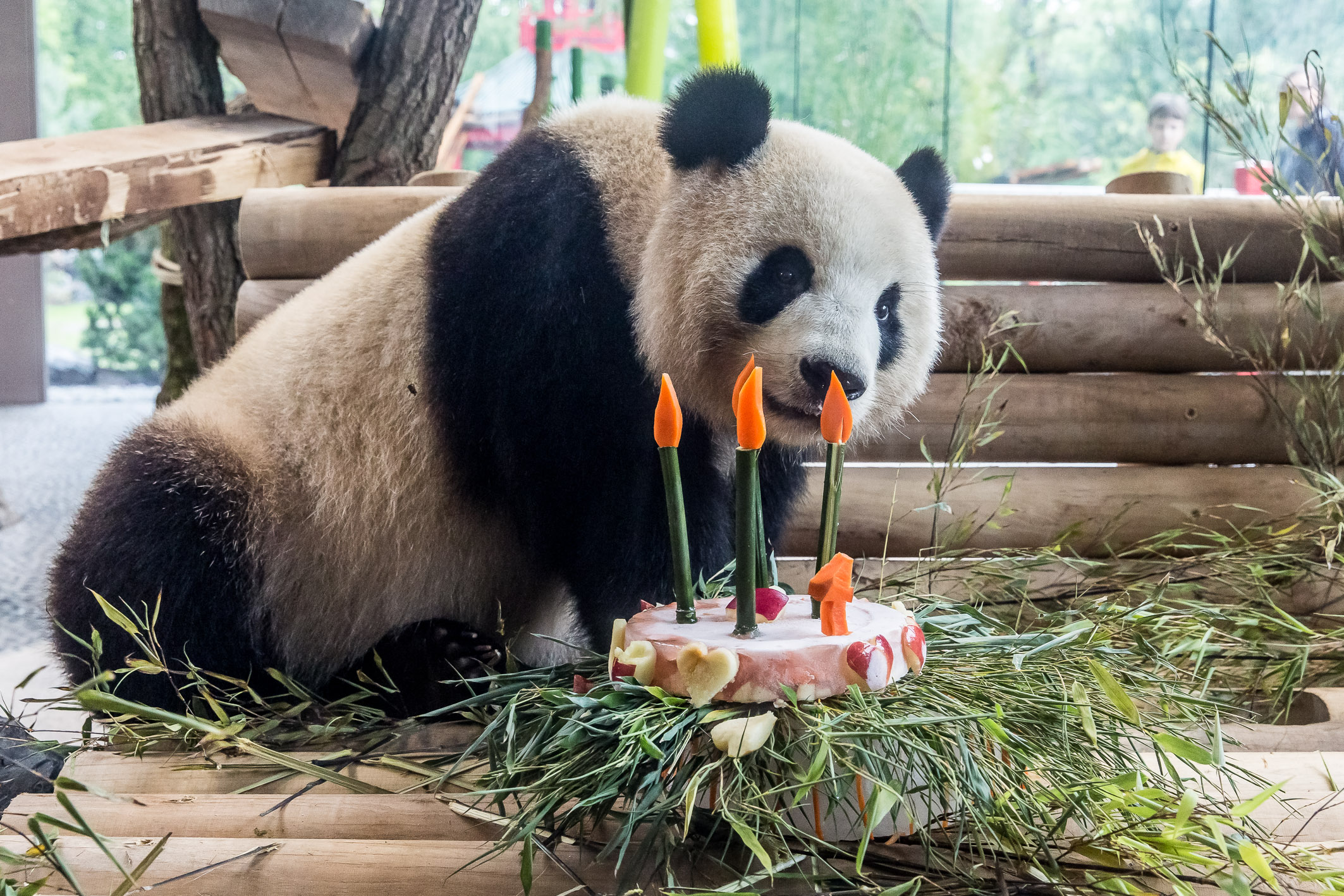 KraeftigPusten_Pandageburtstag_MengMeng_ZooBerlin2017